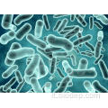 400b CFU/G Lactobacillus rhamnosus per salute intestinale
